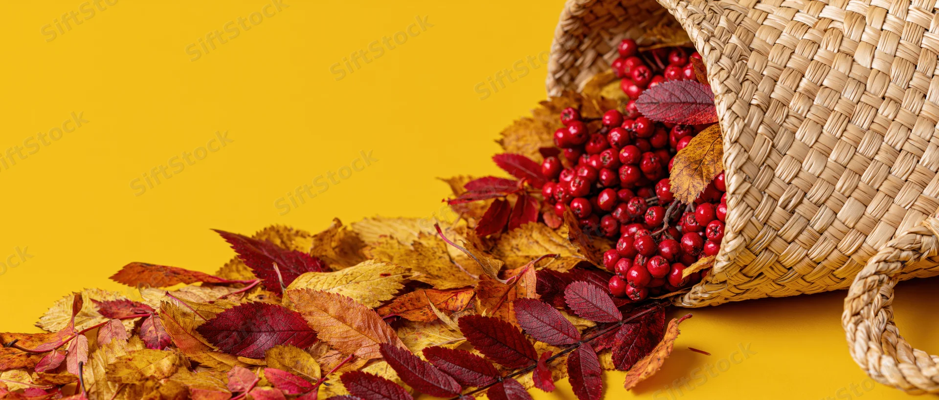 Woven straw tote bag tipped over spilling red berries and autumn leaves on yellow background