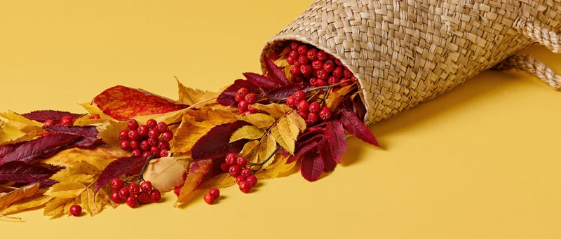 Woven straw tote bag tipped on its side spilling autumn leaves and red berries onto a yellow surface