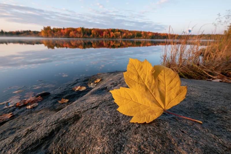 Yellow maple leaf resting on flat granite rock by calm lake with autumn forest reflection in background