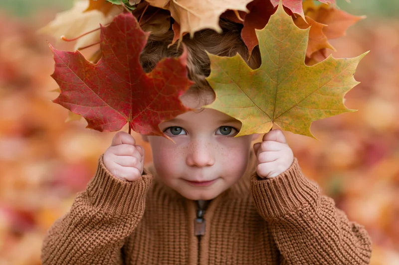 Young boy peeking playfully over two large maple leaves in autumn foliage