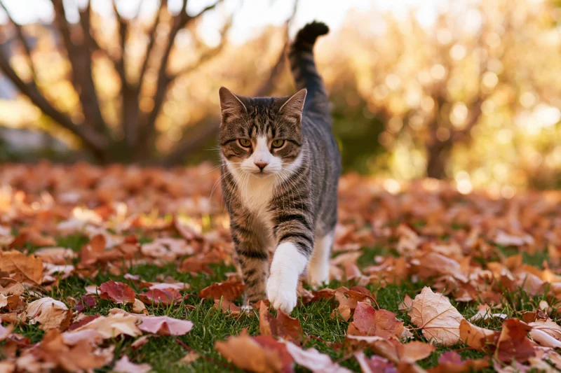 Tabby and white cat walking toward camera on grass covered in autumn leaves