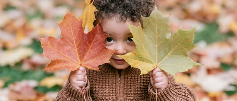 Toddler holding two maple leaves to face, peeking through them in autumn park