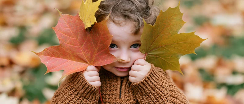 Toddler holding maple leaves to face, peeking through them in autumn outdoor setting