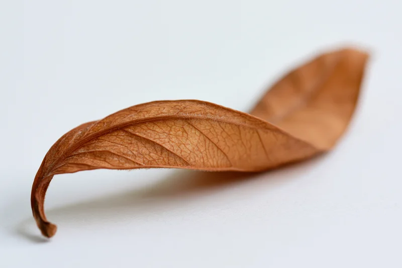 Dried brown leaf curled on white surface in macro closeup