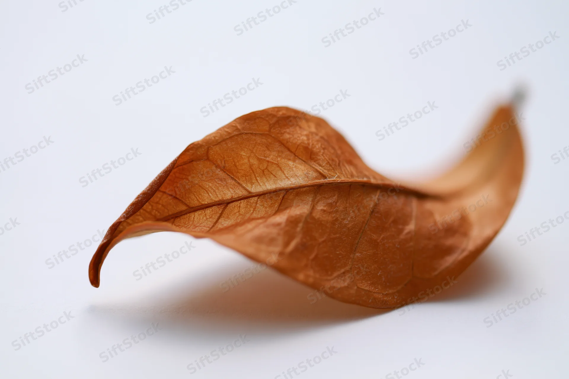 Dried brown leaf resting on white surface with curled edge and visible veins
