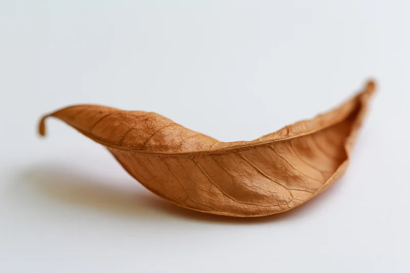 Dried brown leaf resting on white surface in closeup view