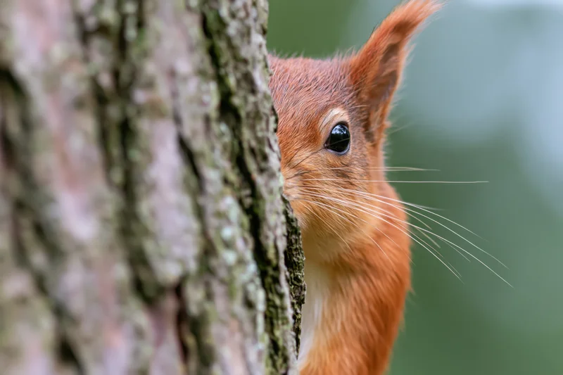 Red squirrel peeking from behind tree bark in forest setting