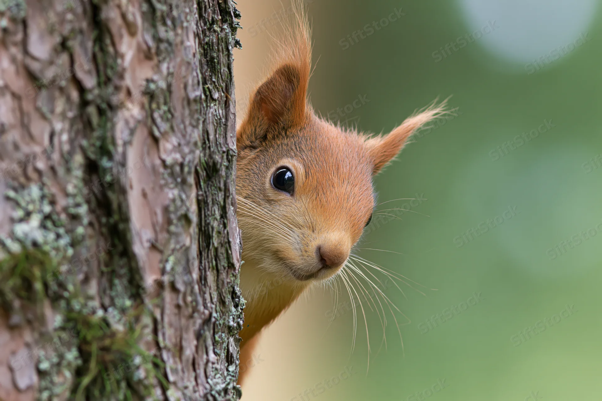Red squirrel peeking from behind tree trunk in forest setting
