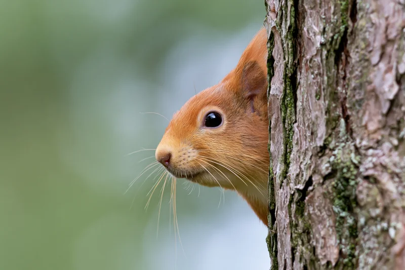 Red squirrel peeking from behind tree trunk in forest setting