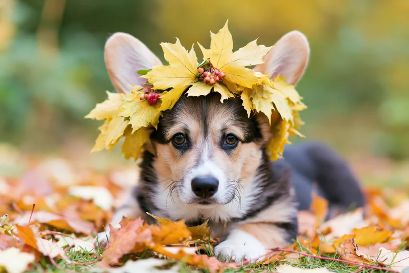 Pembroke welsh corgi puppy lying in fallen autumn leaves wearing a leaf crown