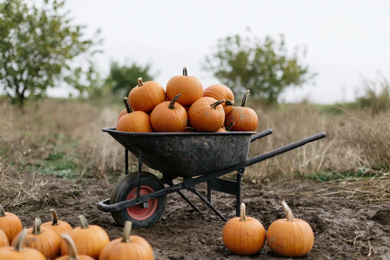 Wheelbarrow filled with pumpkins in a field during harvest season