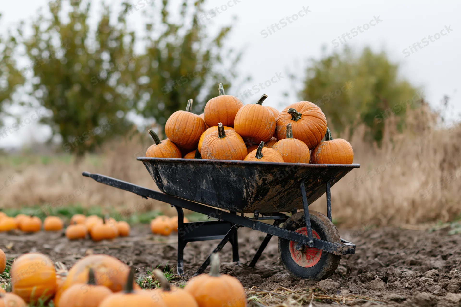 Wheelbarrow filled with pumpkins in a farm field during harvest