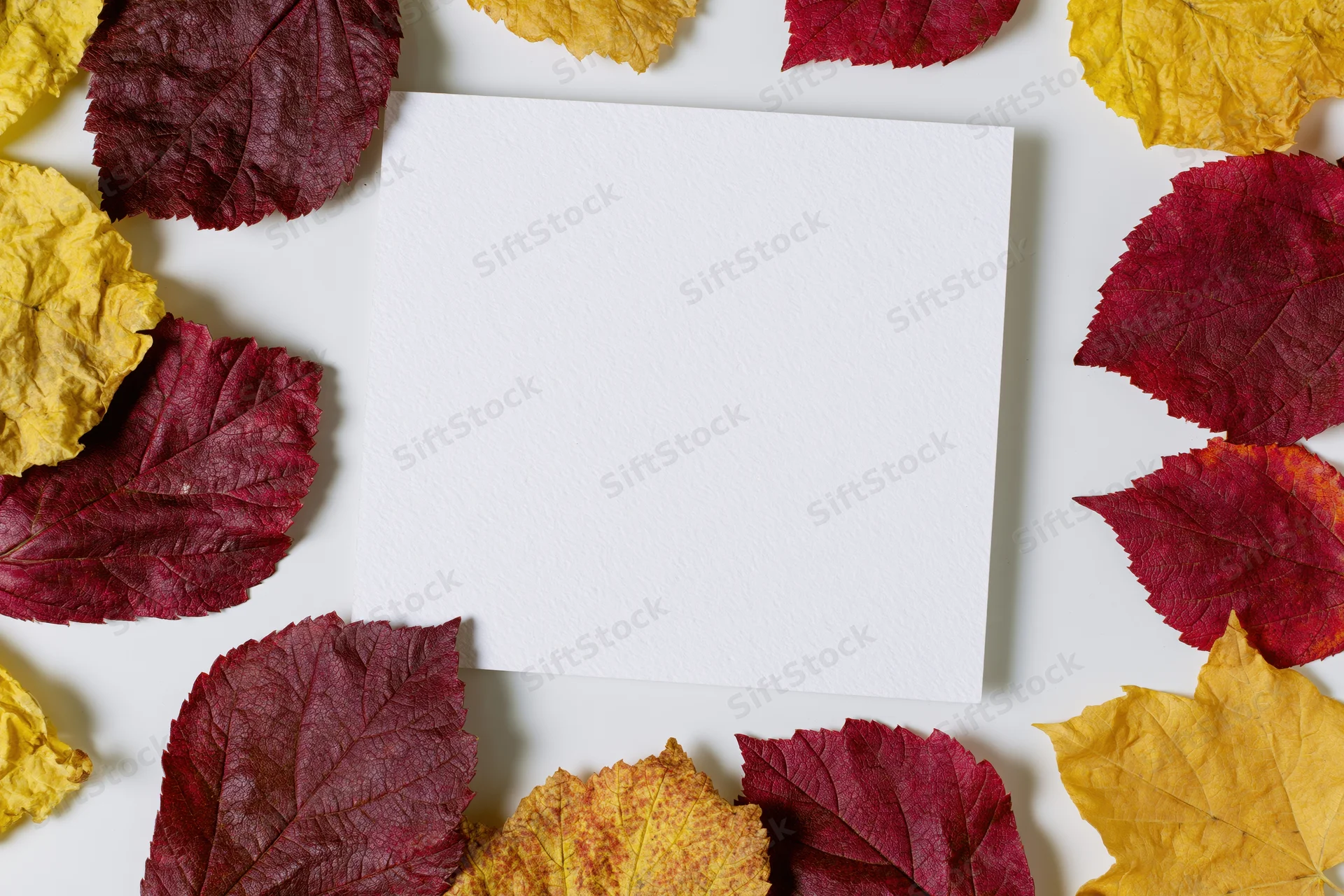 Blank white square card centered on a flat lay of autumn leaves