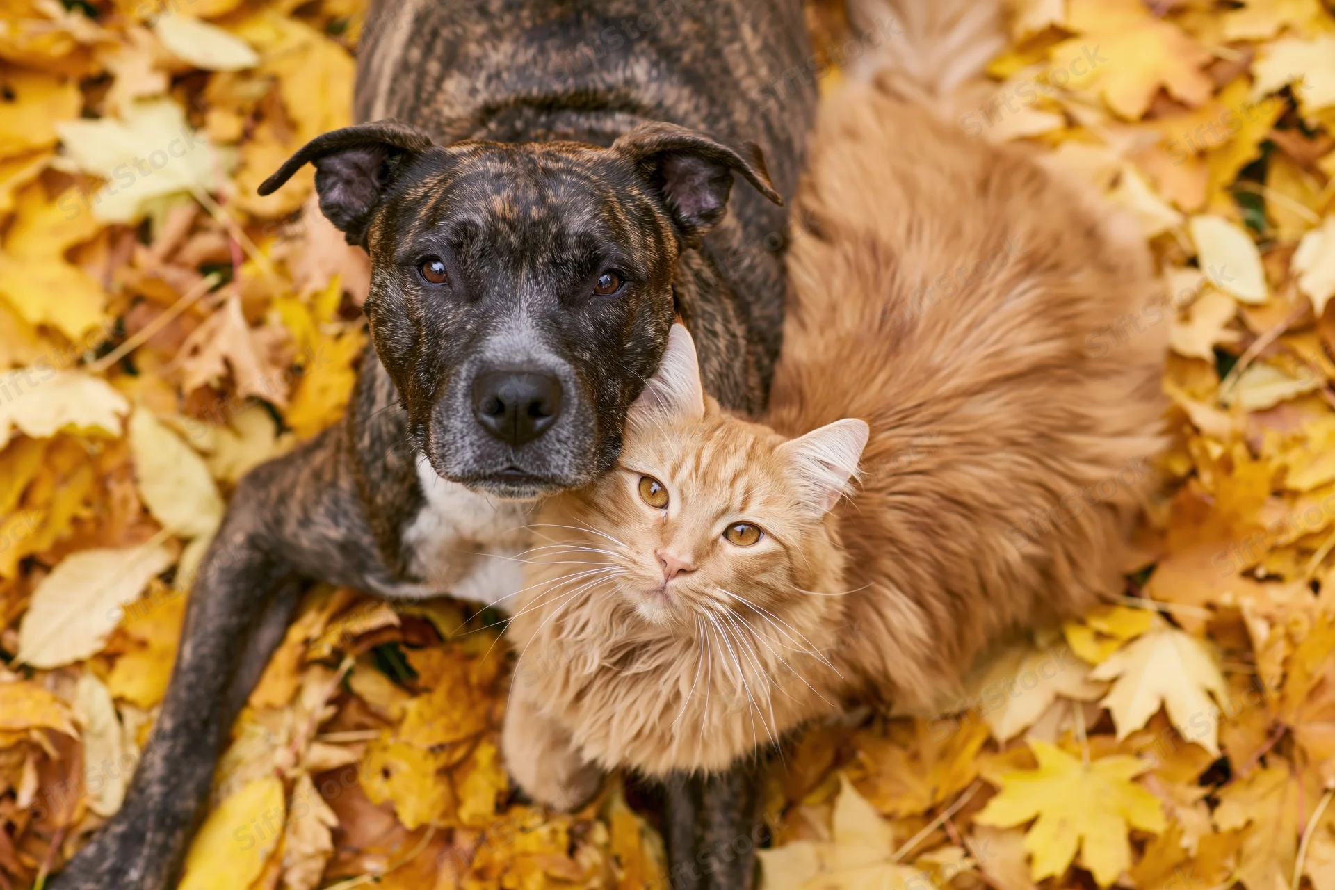 Brindle dog and ginger cat lying together on a carpet of autumn leaves