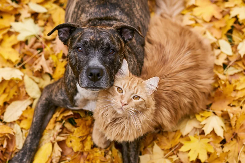 Brindle dog and ginger cat lying together on a carpet of autumn leaves