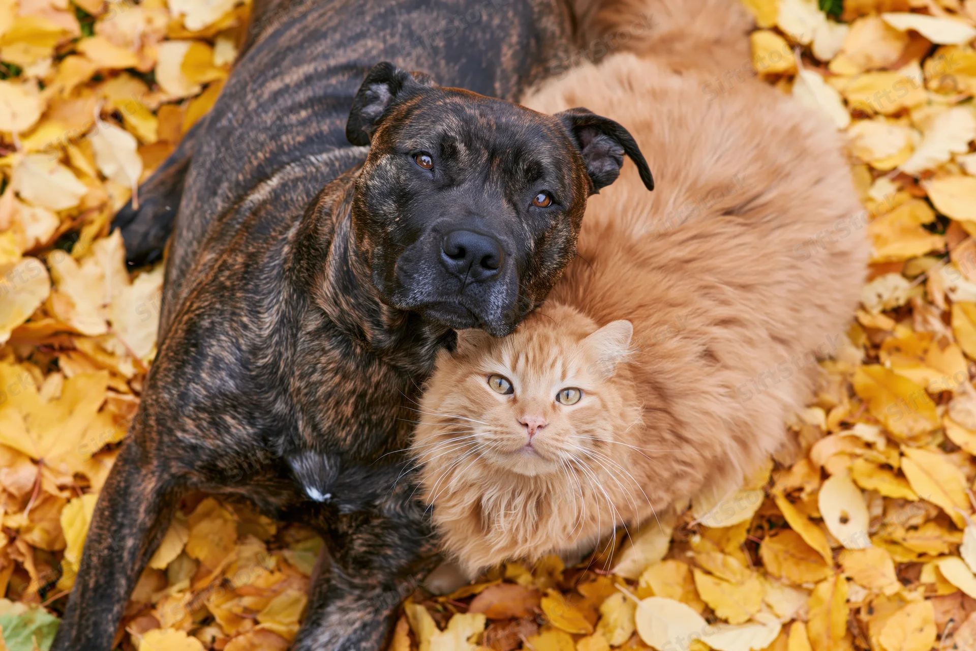 Brindle dog and ginger cat lying together on a carpet of autumn leaves