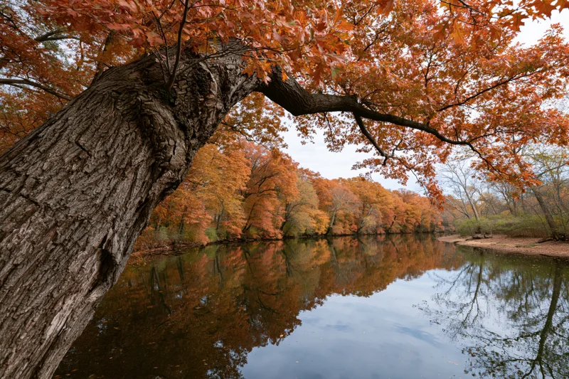 Calm river reflecting autumn trees in dense forest
