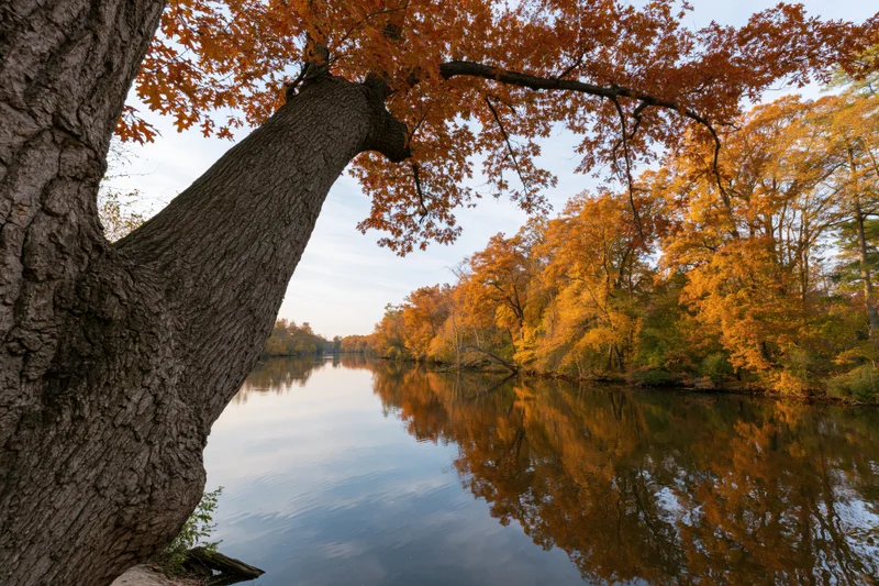Calm river reflecting autumn trees along forested banks