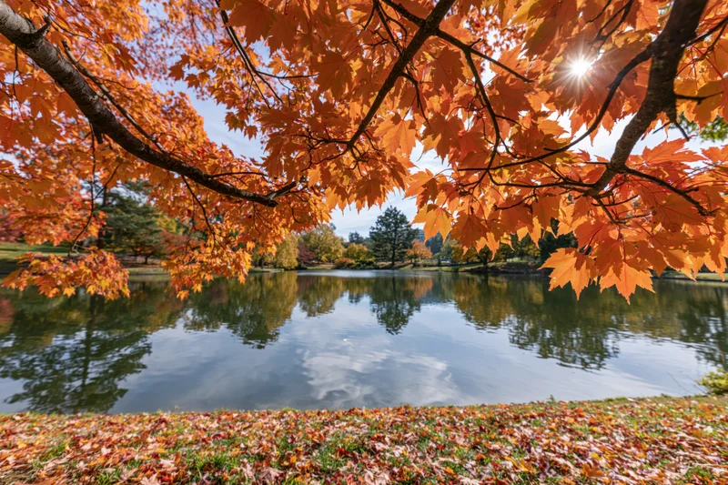 Orange maple branches over a calm pond in an autumn park with fallen leaves on the grass and sky reflection in the water
