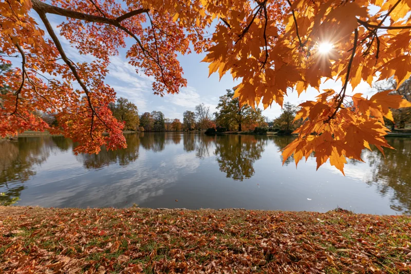 Autumn maple branches framing a calm pond in an urban park with fallen leaves on the shore