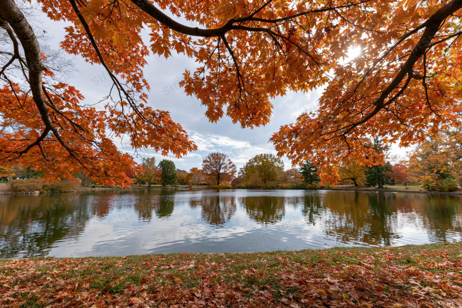 Autumn maple branches framing a calm park pond with fallen leaves on the grassy shore