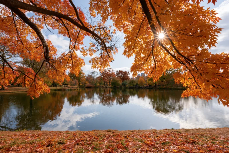 Autumn maple branches framing a calm urban park pond with sun shining through and reflections in the water