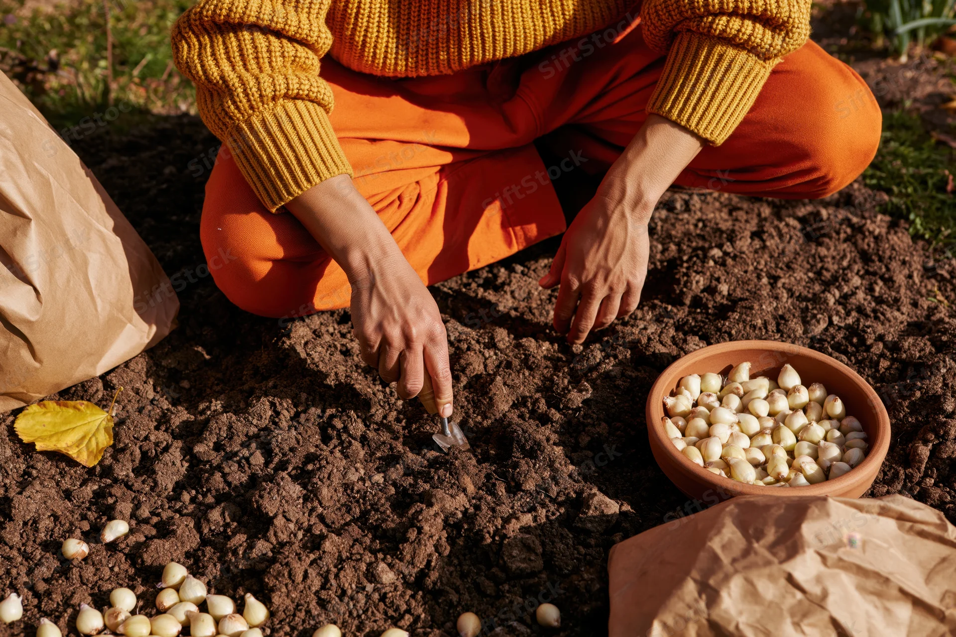 Woman planting garlic bulbs in soil with trowel and clay bowl in garden