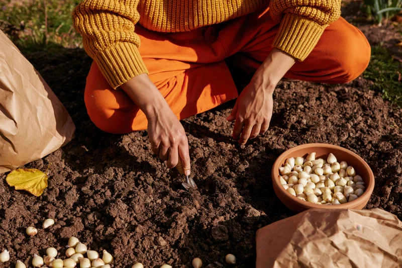 Woman planting garlic bulbs in soil with trowel and clay bowl in garden