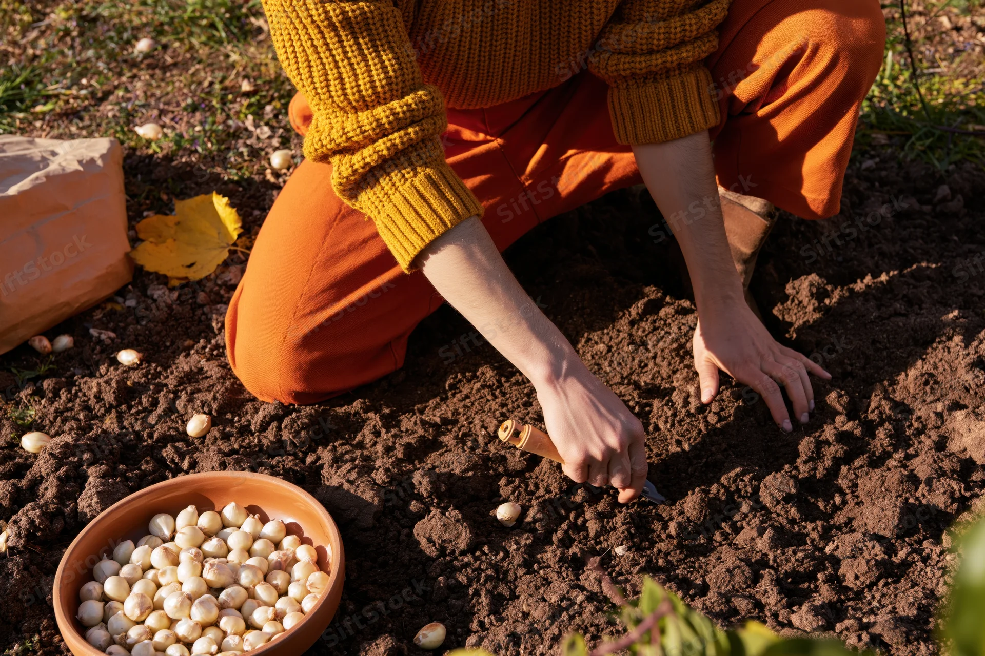 Woman planting garlic bulbs in soil with trowel in garden
