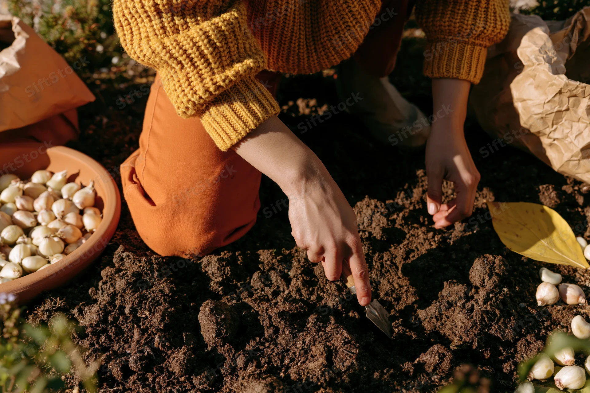 Woman planting garlic bulbs in soil with trowel in garden