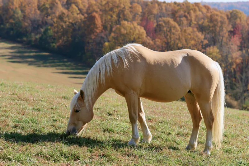 Palomino horse grazing in a sunlit pasture with autumn trees in the background