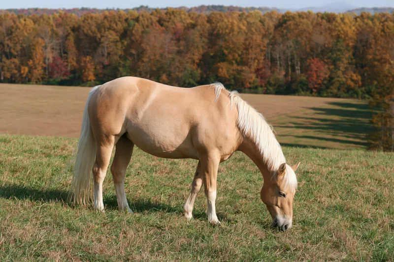 Palomino horse grazing in a grassy pasture with autumn trees in the background