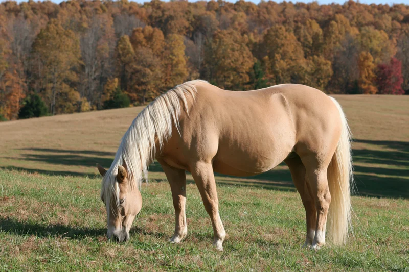 Palomino horse grazing in a grassy pasture with autumn trees in the background