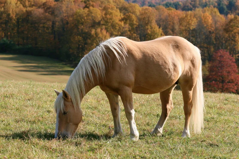 Palomino horse grazing in a grassy pasture surrounded by autumn trees