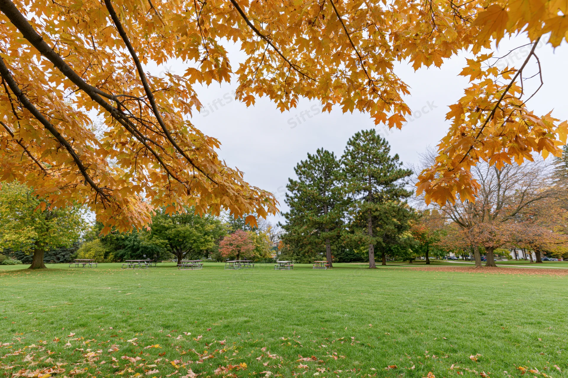 Autumn park with colorful maple trees framing a green lawn and picnic benches in the distance