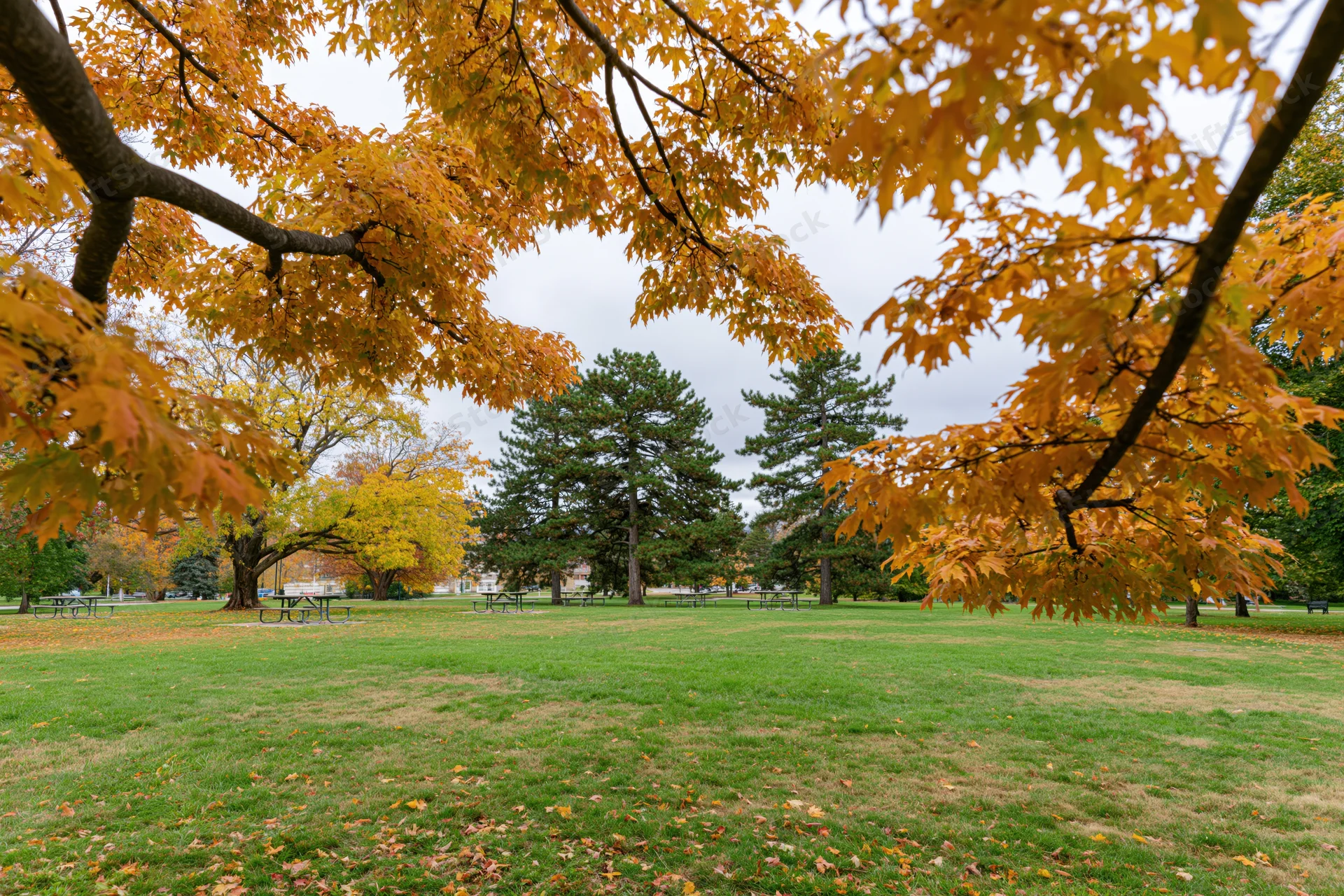 Autumn trees framing a grassy park lawn with picnic benches in the distance