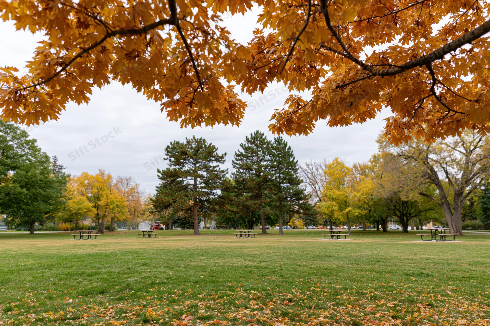 Autumn trees framing a wide empty lawn in a city park with picnic benches and scattered leaves