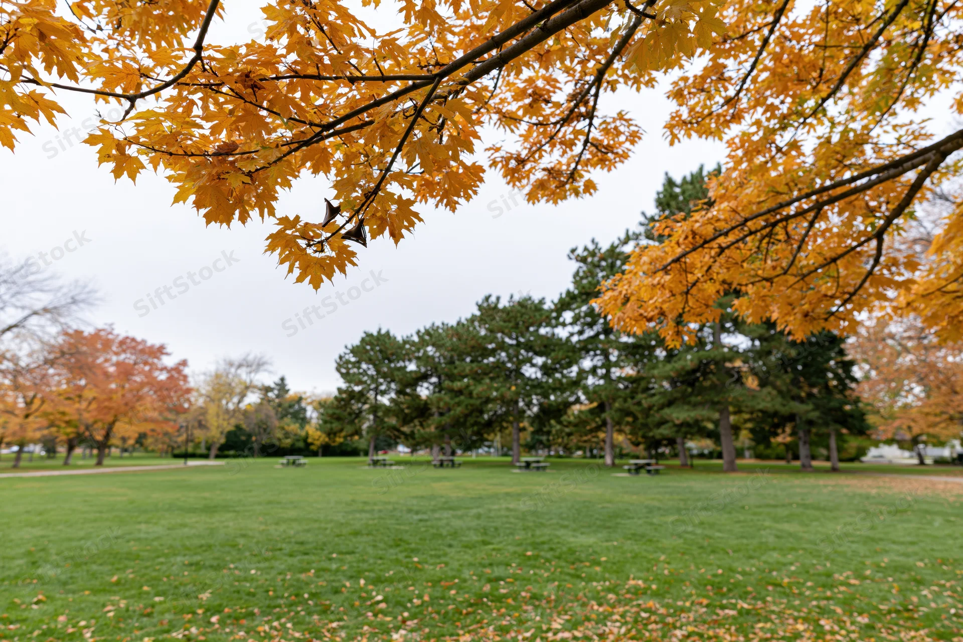 Autumn trees with orange and yellow leaves framing a green lawn in a city park