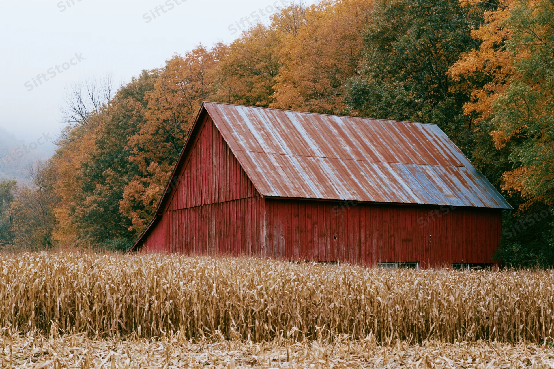 Red wooden barn with weathered metal roof in a cornfield surrounded by autumn trees