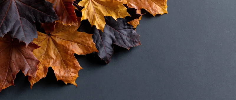 Autumn maple leaves arranged in corner on dark surface with copyspace
