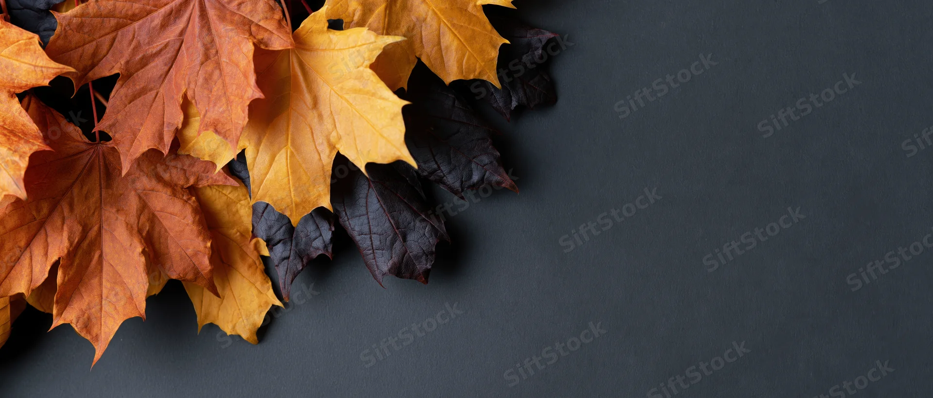 Autumn maple leaves arranged in upper left corner on dark surface with copyspace