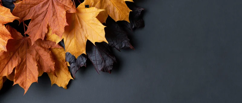 Autumn maple leaves arranged in upper left corner on dark surface with copyspace