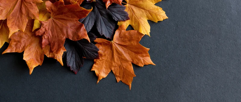 Autumn maple leaves arranged in upper left corner on dark textured surface with copyspace