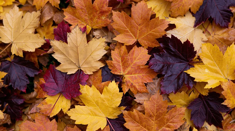 Dense carpet of fallen autumn maple leaves covering the ground in vibrant fall colors