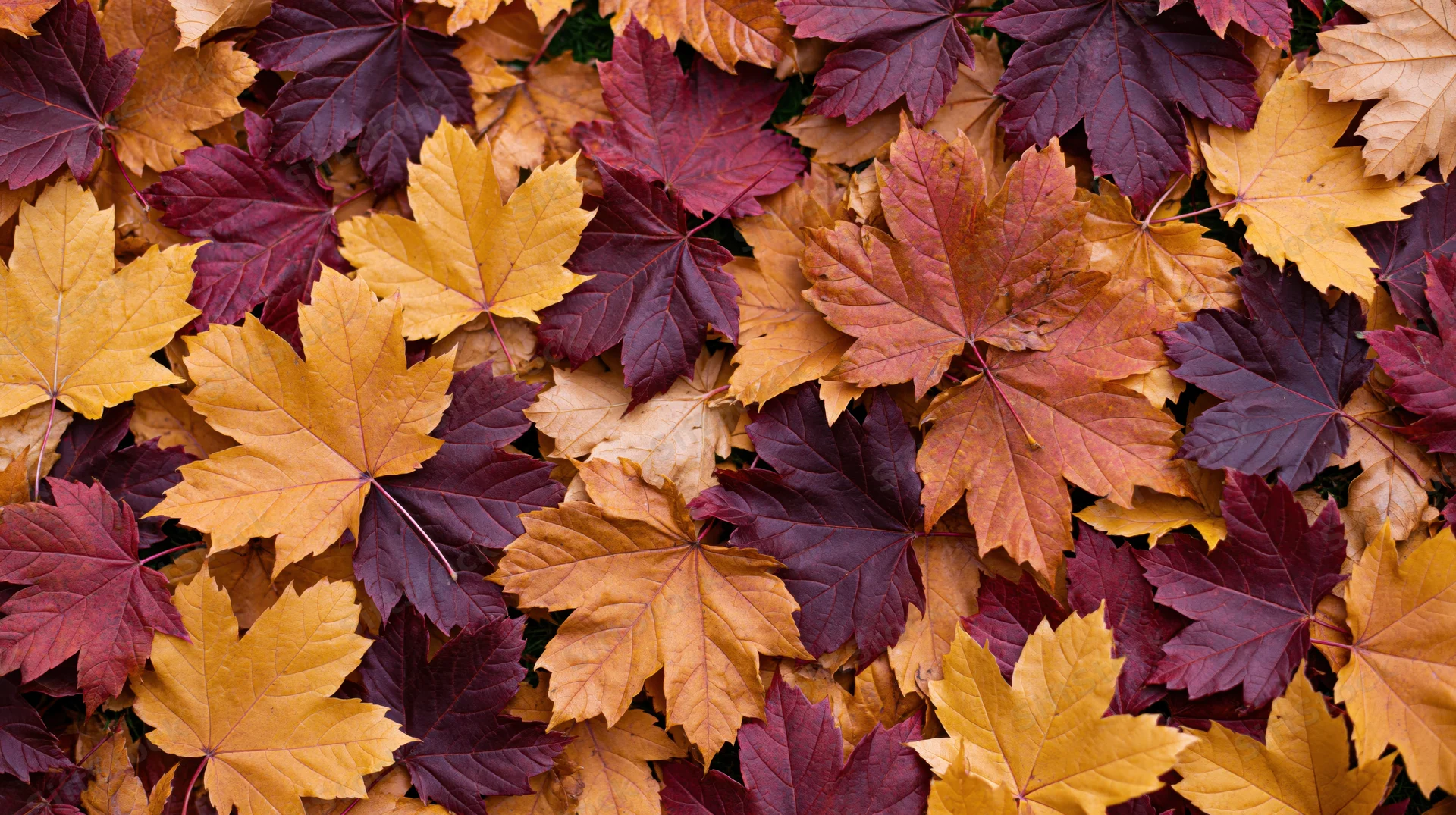 Dense carpet of fallen autumn maple leaves covering the ground in vibrant fall colors