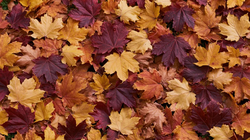 Dense carpet of fallen autumn maple leaves covering the ground in a natural outdoor setting
