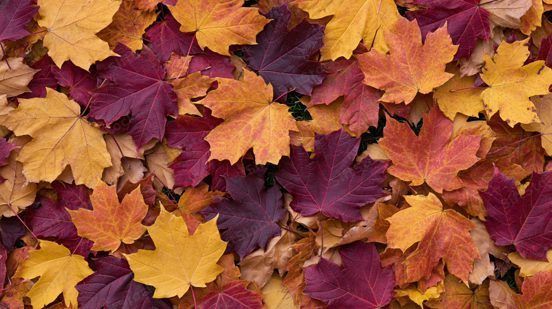 Dense carpet of fallen autumn maple leaves covering the ground in vibrant fall colors