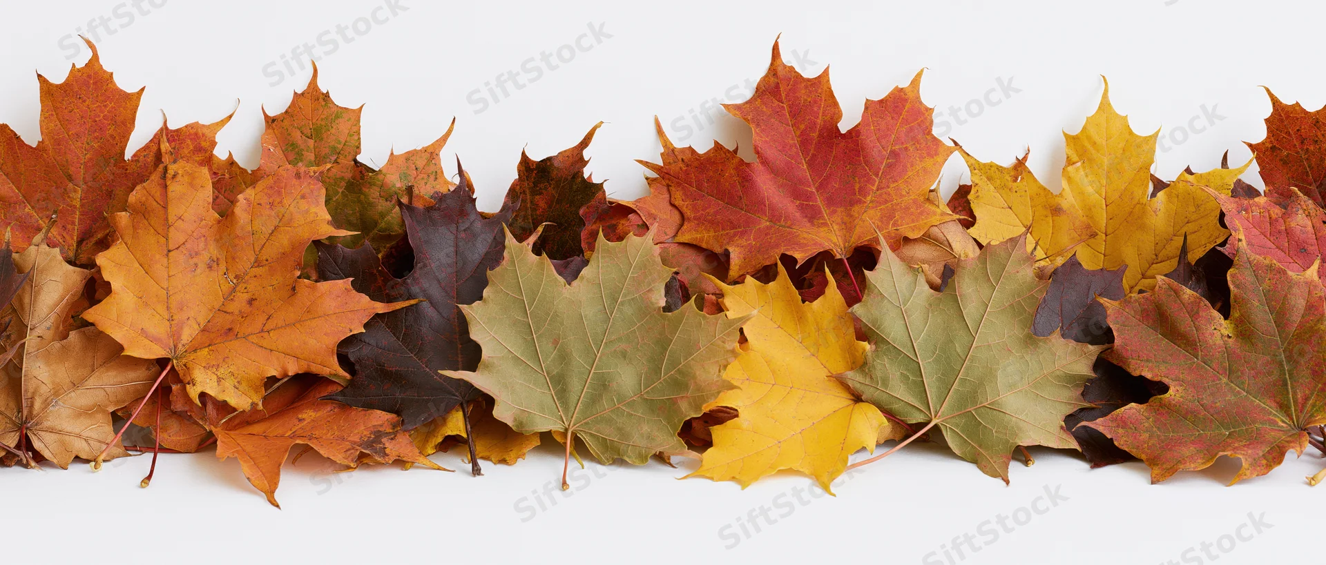 A horizontal row of fallen autumn maple leaves arranged as a border on a white surface