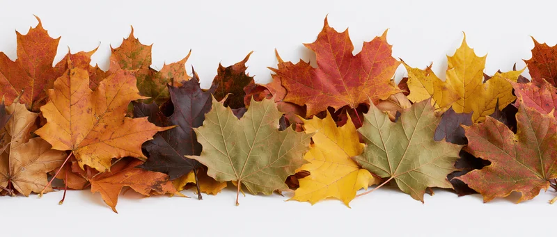 Autumn Leaves Line on White Background with Vibrant Fall Col
