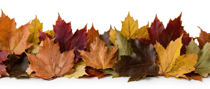 A horizontal row of colorful fallen maple leaves arranged as a border on a white background